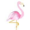 shinyflamingo